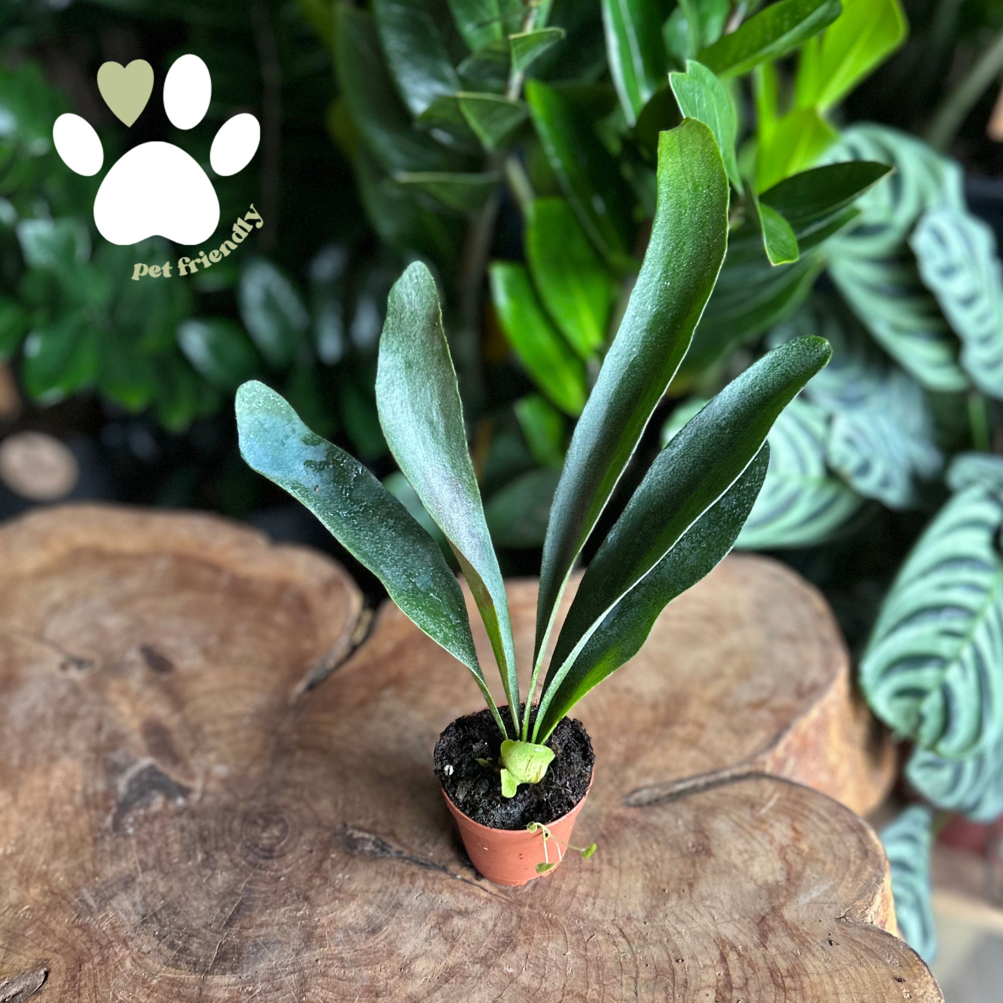 Platycerium Paradox 2